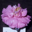 Tait's Big Red Variegated